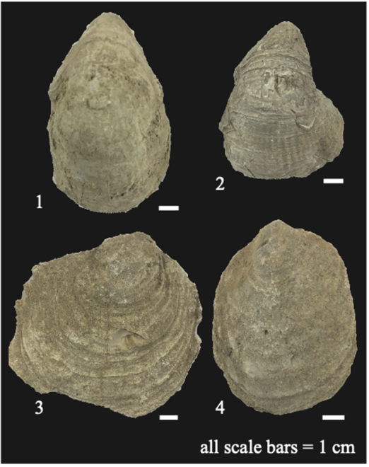 Fossil comparison · Published specimens from northern Fergana.